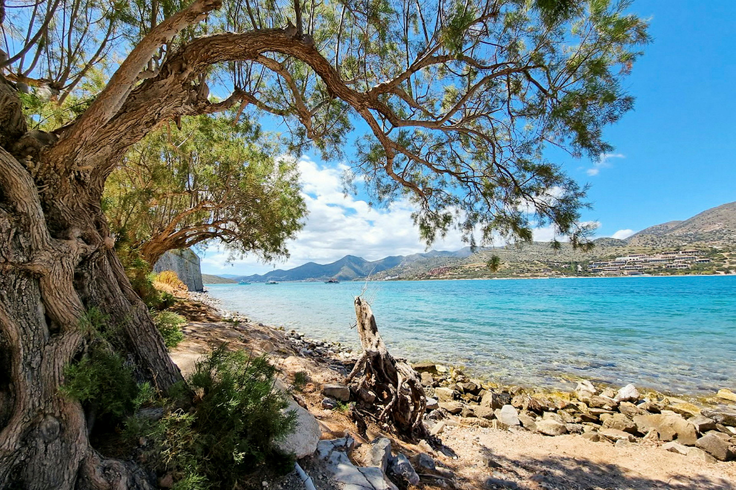 En strand med en stenig kustlinje, klart turkost vatten och ett stort träd i förgrunden. (AI-genererad text)