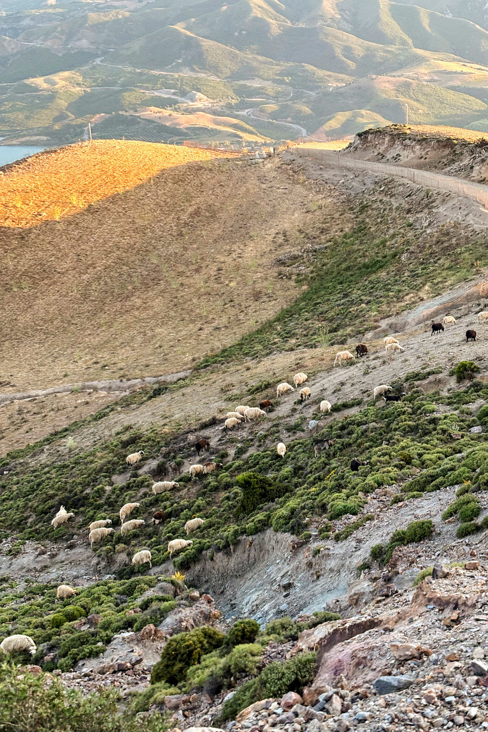 Får som betar på en sluttning med grön vegetation och utsikt över berg i bakgrunden. (AI-genererad text)