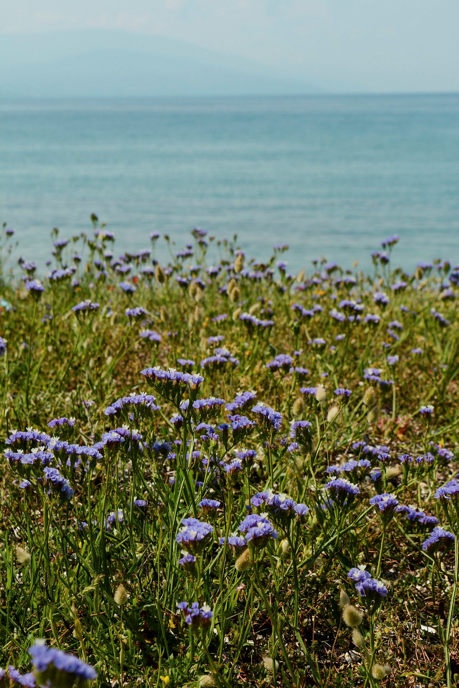 Blå blommor växer på en gräsmatta med havet i bakgrunden. (AI-genererad text)