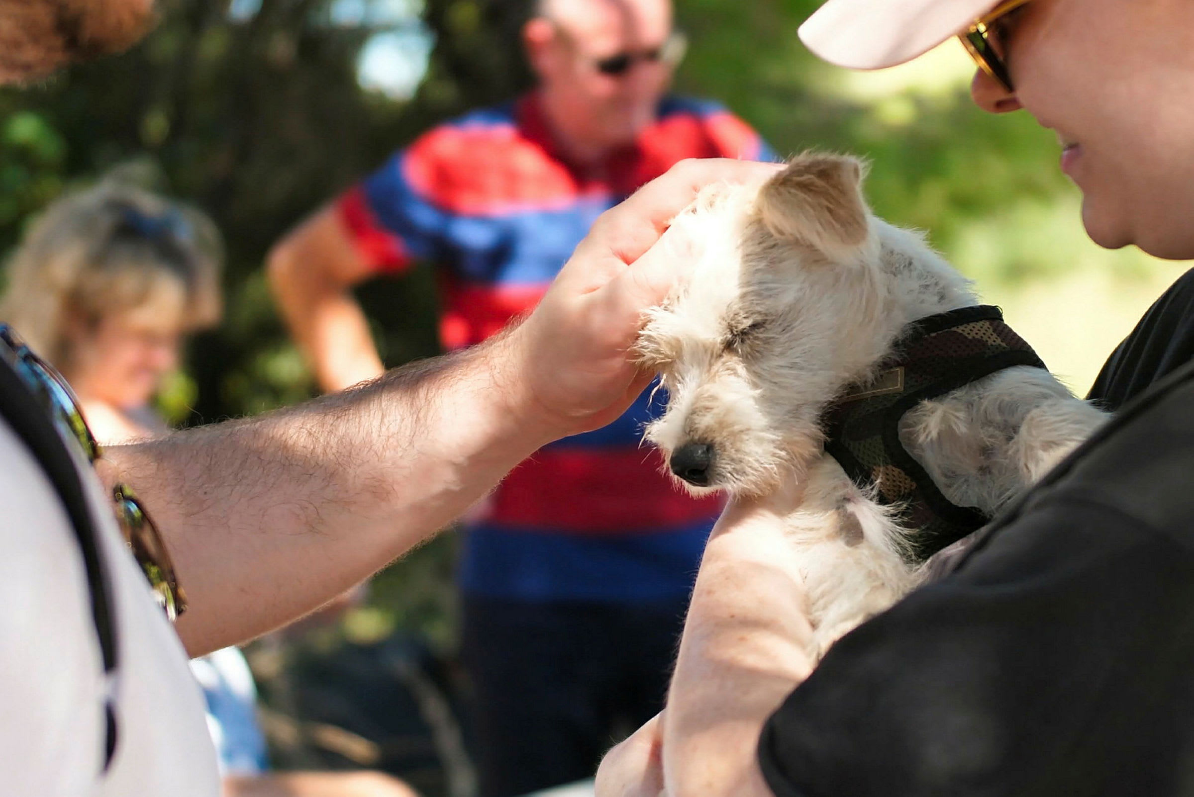 En person håller och klappar en liten hund utomhus i skuggan. (AI-genererad text)