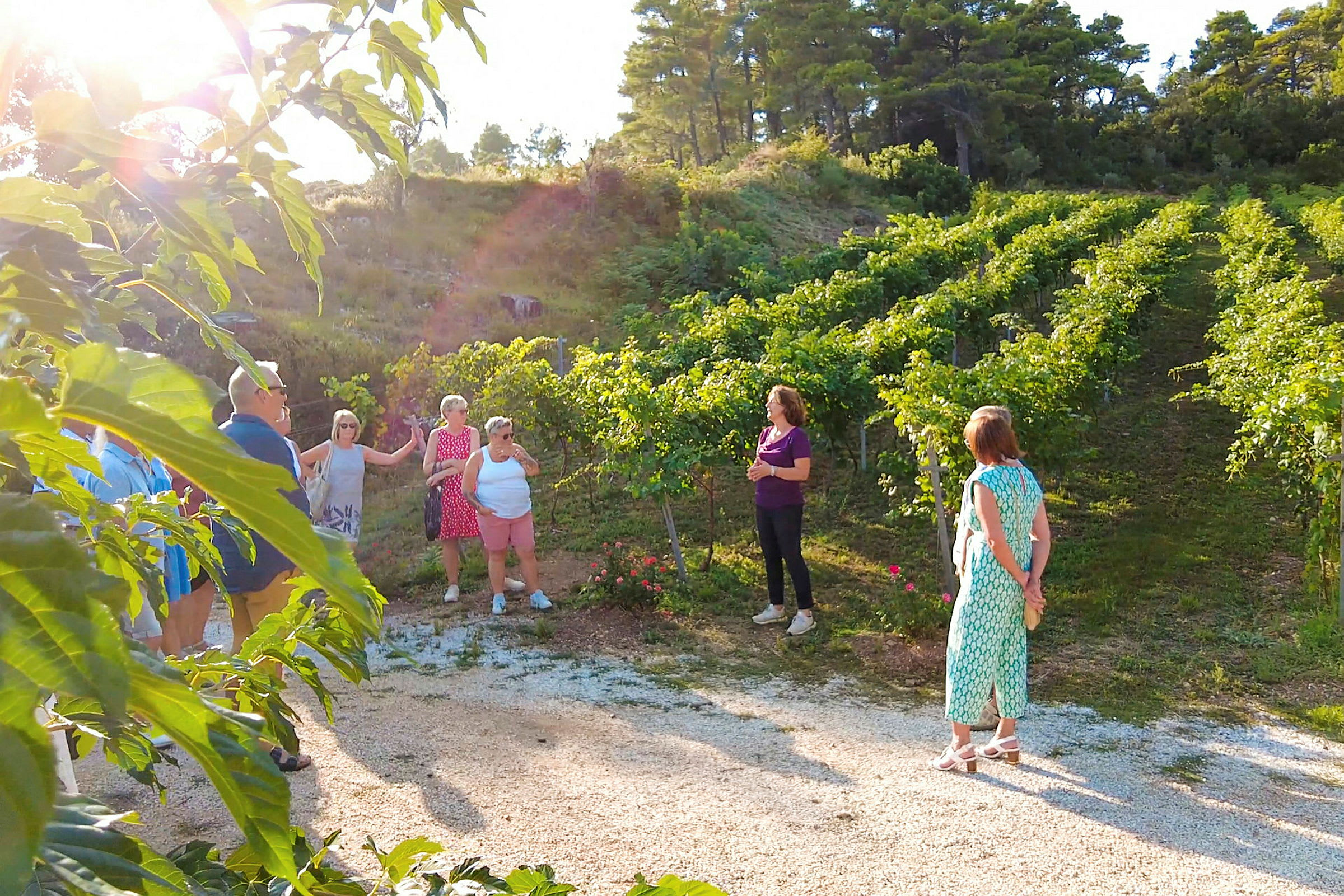 En grupp människor står bland vinrankor på en solig sluttning. (AI-genererad text)