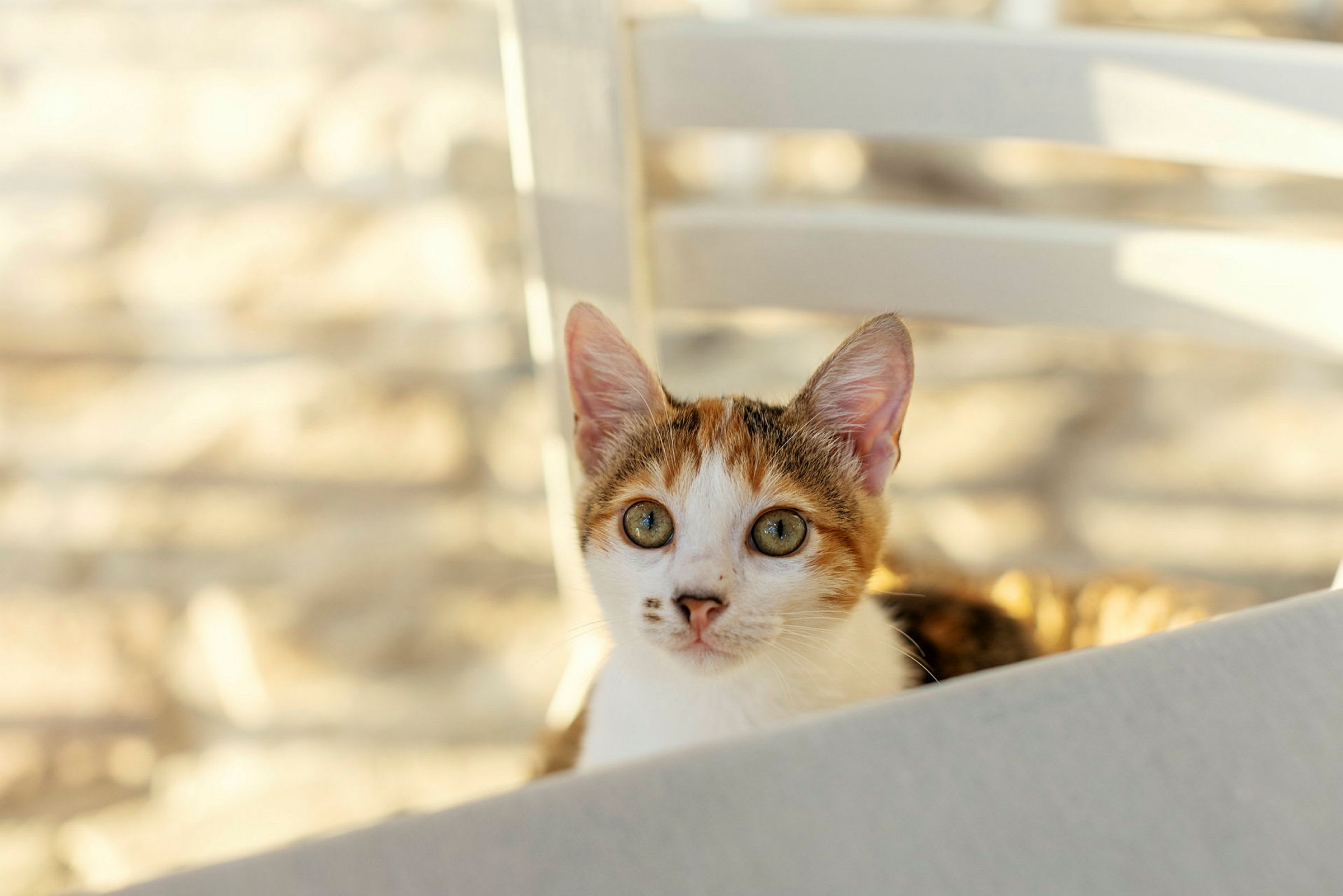 En katt med vit och orange päls sitter framför en ljus bakgrund. (AI-genererad text)