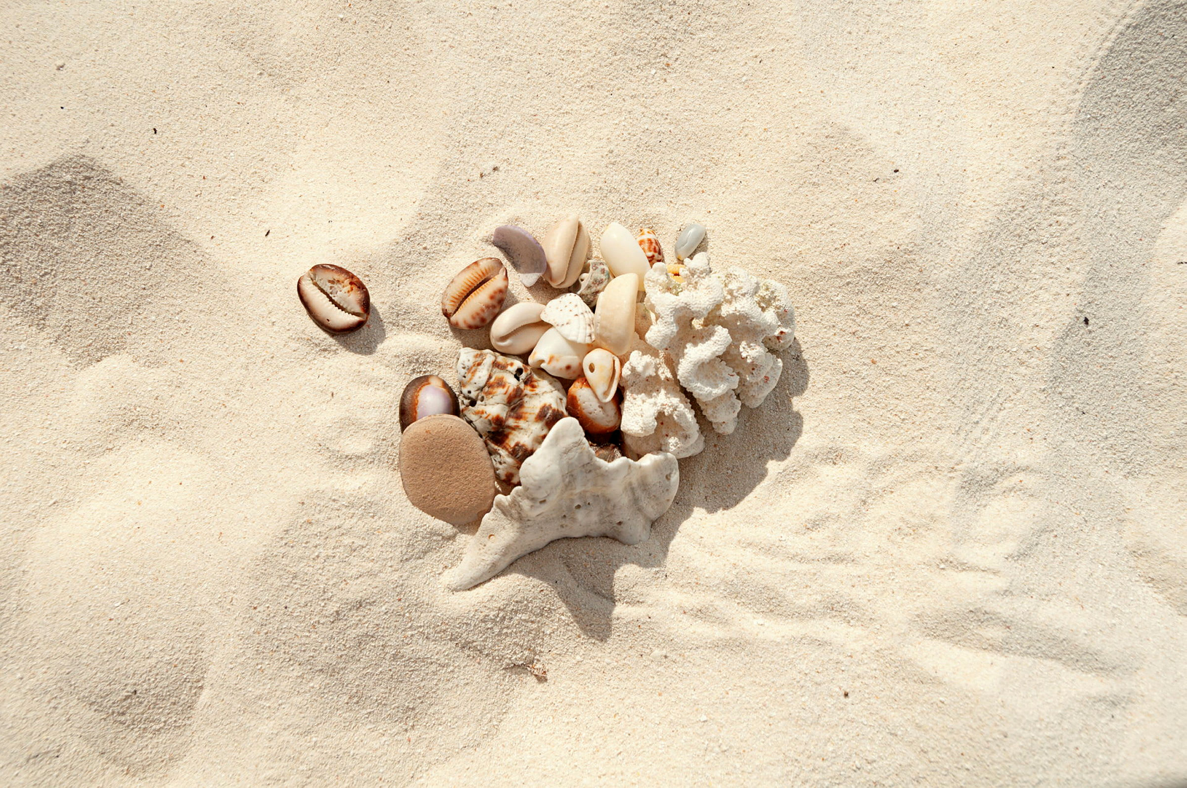 Små snäckor och korallbitar på sand. (AI-genererad text)