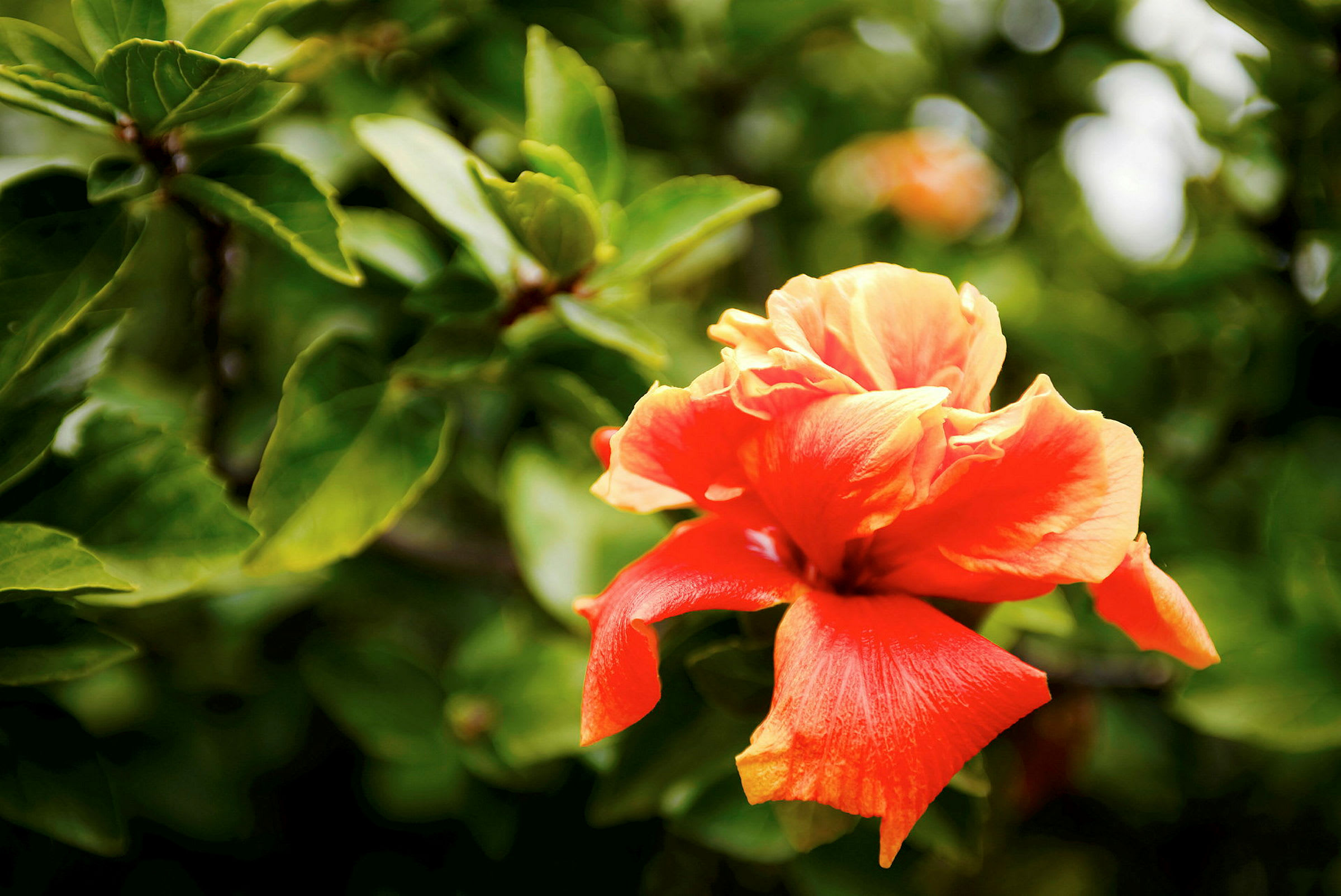 En närbild av en orange hibiskusblomma med gröna blad i bakgrunden. (AI-genererad text)