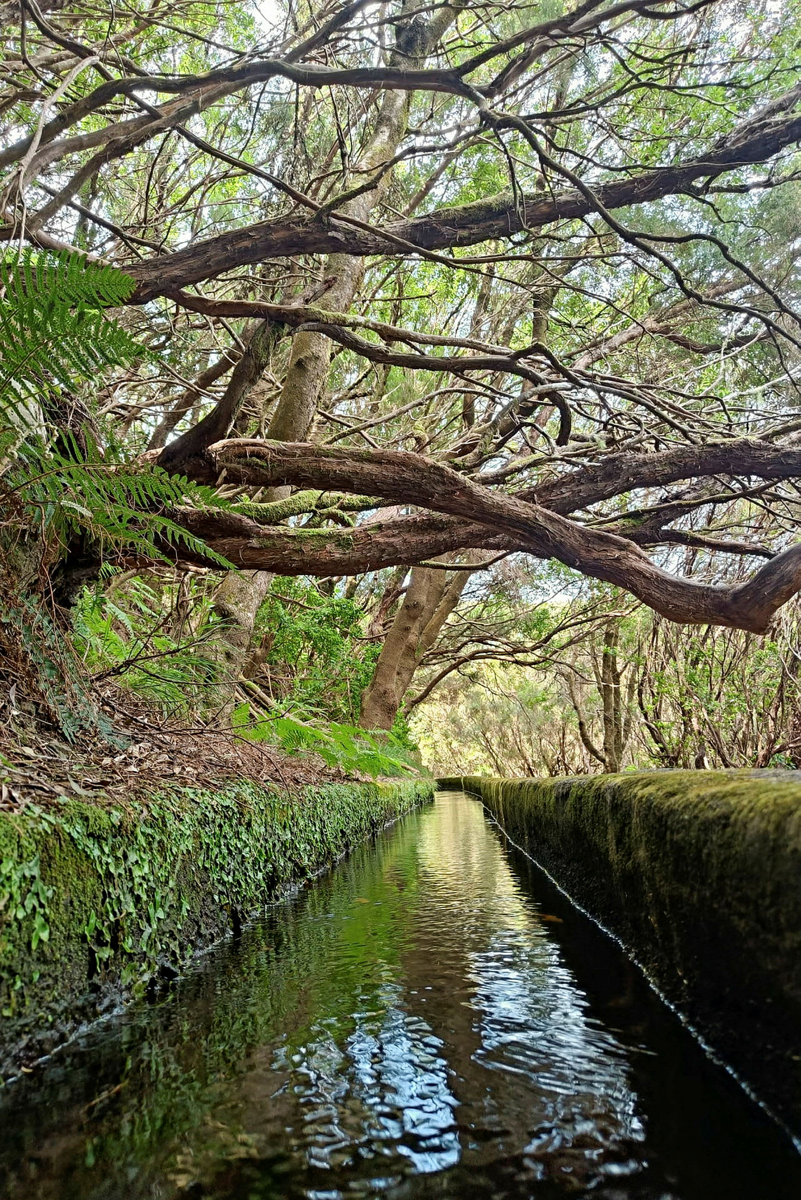 Slingrande trädgrenar över en smal kanal med vatten. (AI-genererad text)