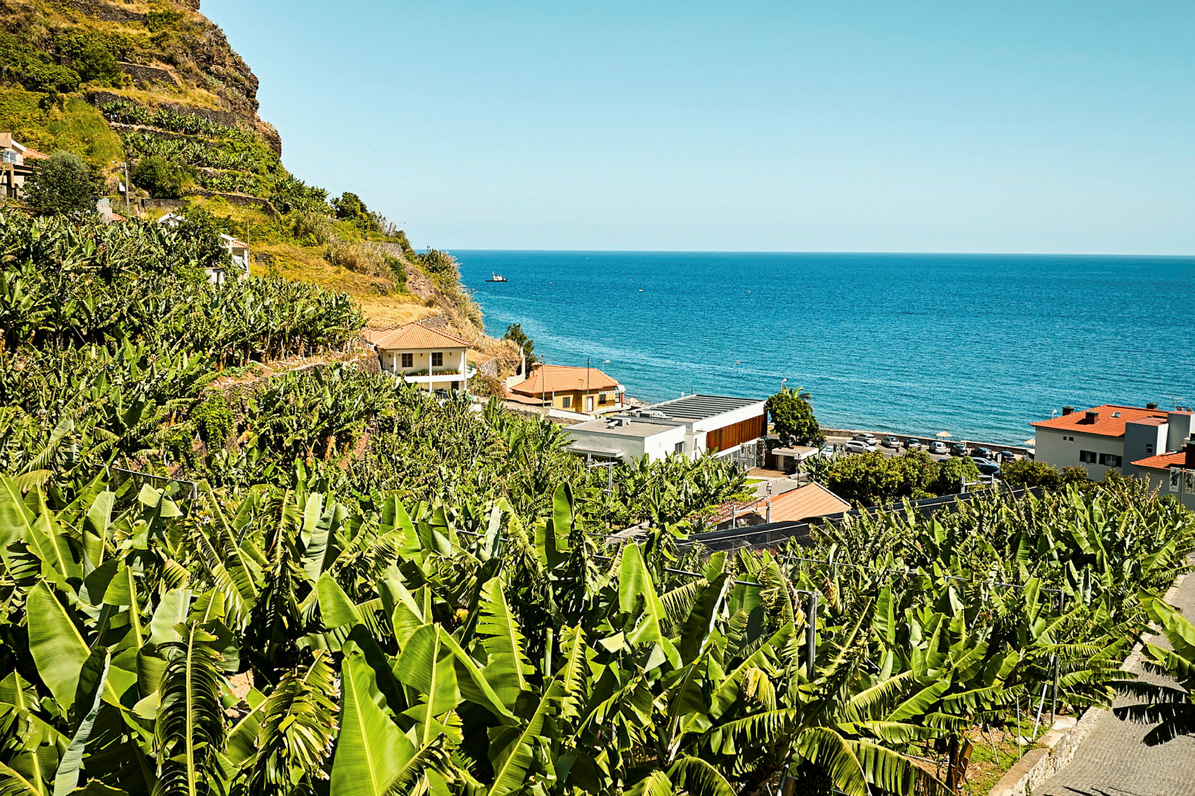 Bananplantage med havet i bakgrunden. (AI-genererad text)