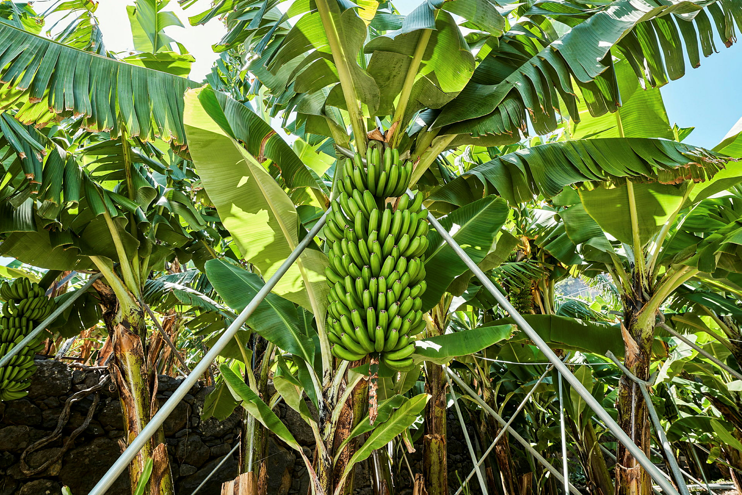 En mängd bananplantor med gröna bananer. (AI-genererad text)