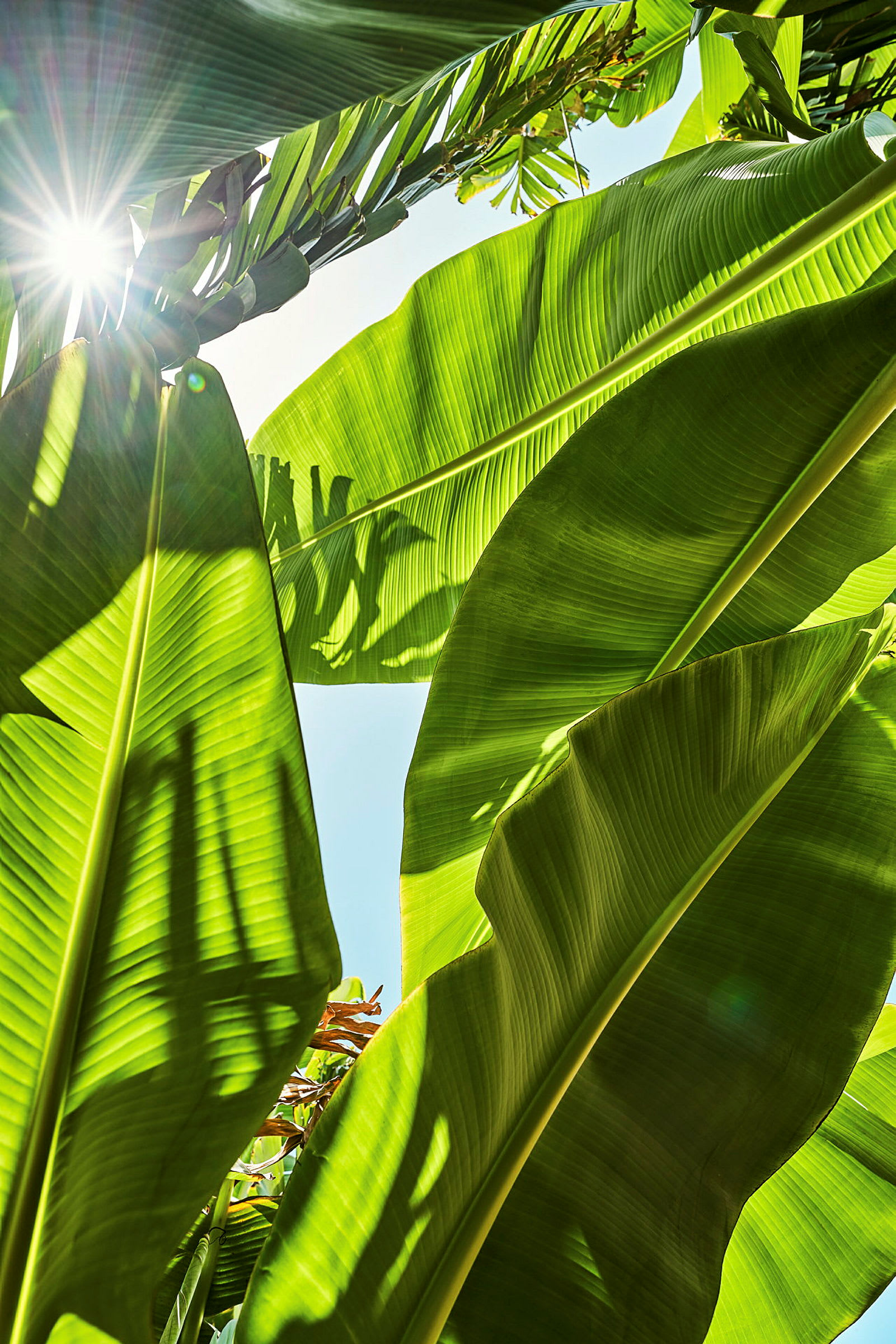 Bild av gröna bananblad sett från marken med solljus som strålar genom bladen. (AI-genererad text)