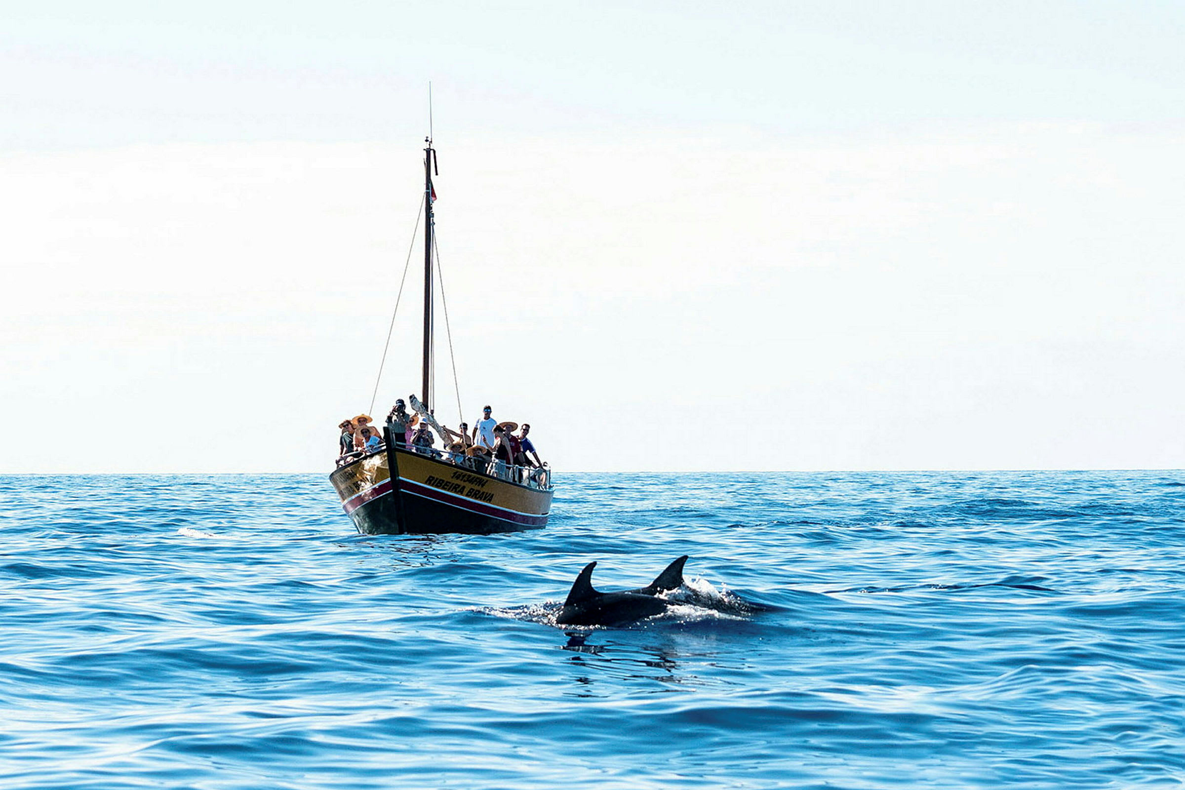 En båt med människor och två delfiner som simmar i havet. (AI-genererad text)