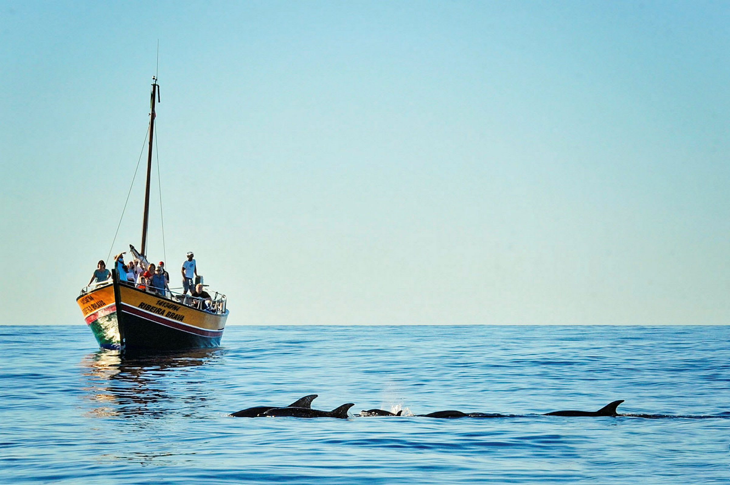 En båt med passagerare på havet nära en grupp simmande delfiner. (AI-genererad text)