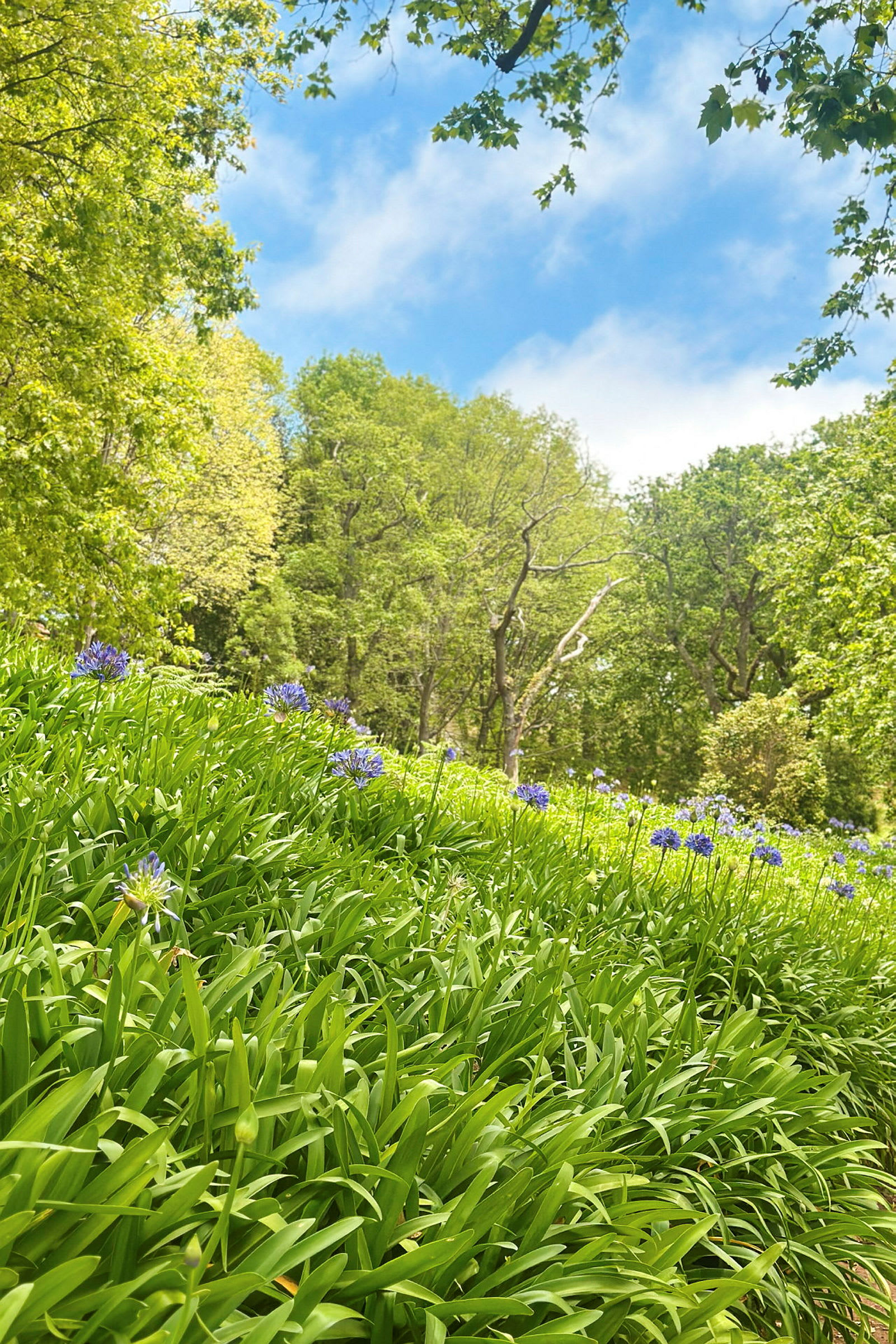 Ett grönskande skogsparti med träd och lila blommor i förgrunden. (AI-genererad text)