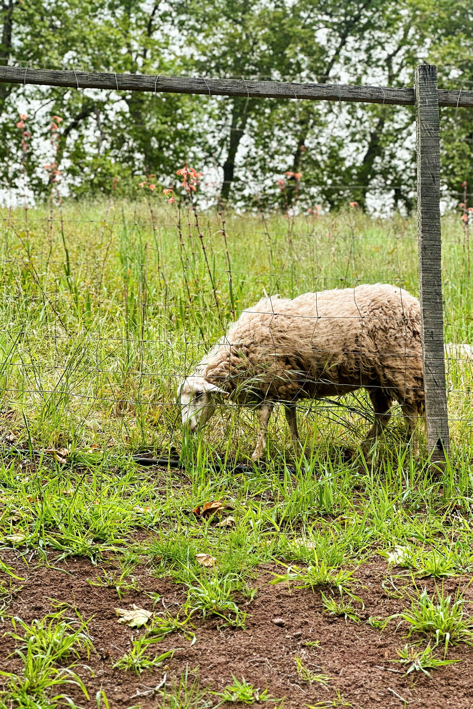 Ett får betar gräs i en inhägnad med grönska och träd i bakgrunden. (AI-genererad text)