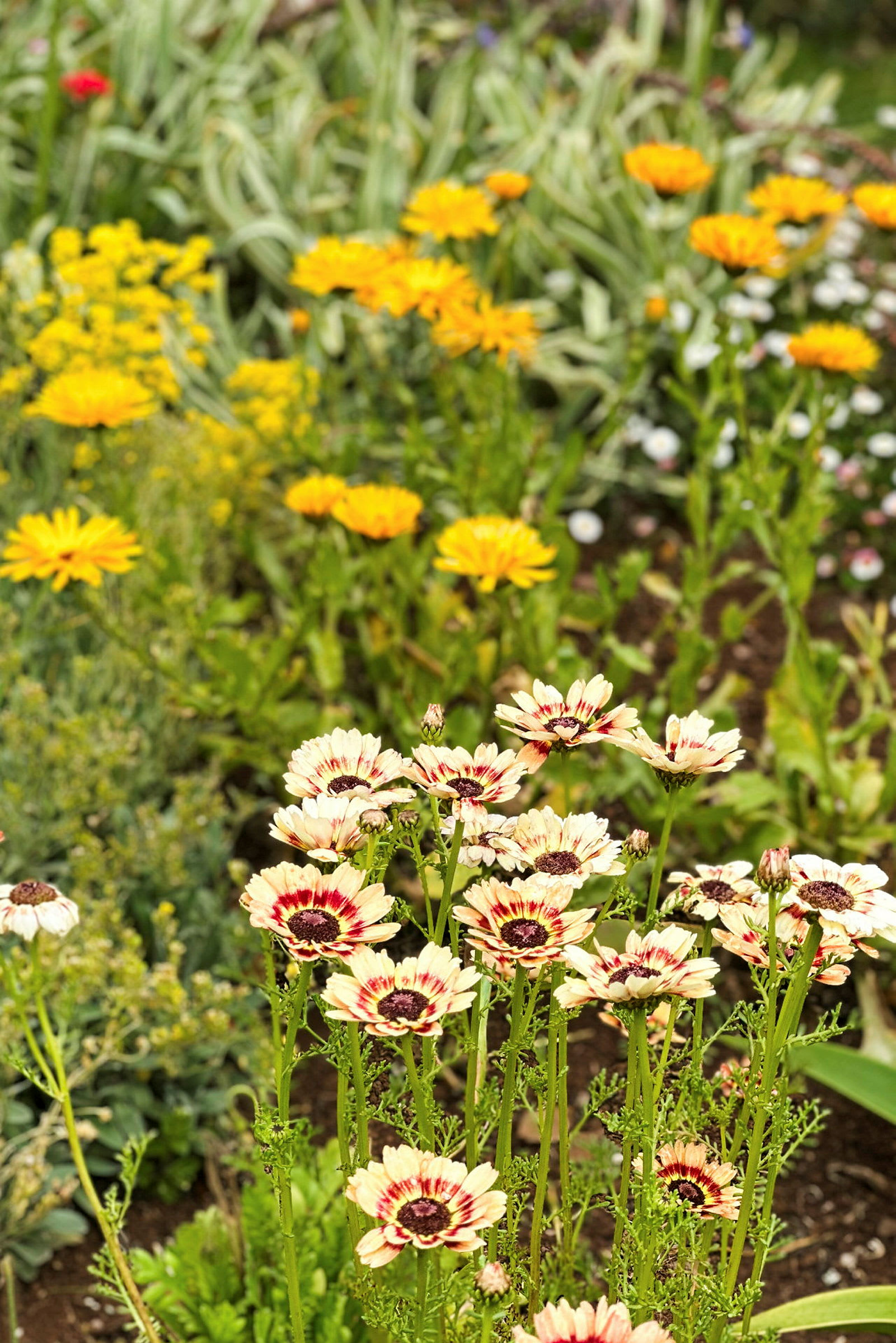 En närbild av blommor i olika färger i en trädgård, med gula och vitaktiga blomblad. (AI-genererad text)