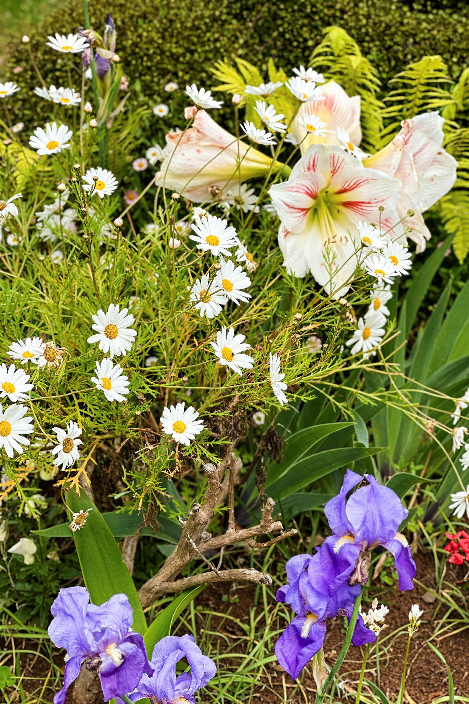 En trädgård med vita prästkragar, lila iris och vit-röda amaryllisblommor mot en grön bakgrund. (AI-genererad text)