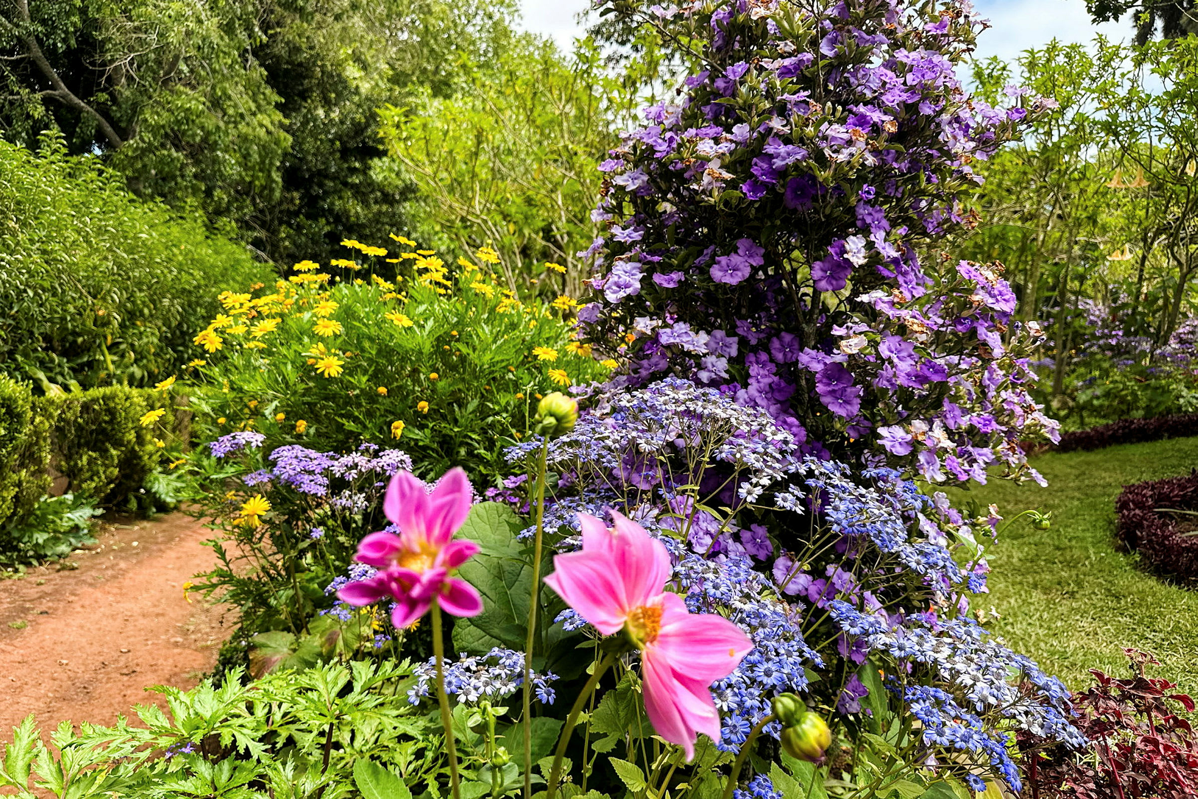 En färgglad trädgård med rosa, gula, lila och blå blommor. (AI-genererad text)