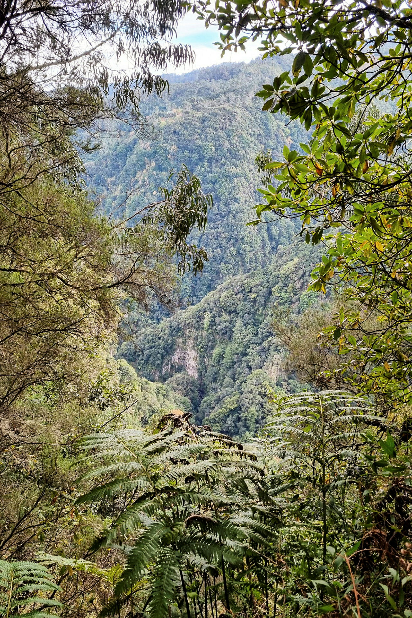 Levada do Rei bjuder på en av Madeiras vackraste levadavandringar