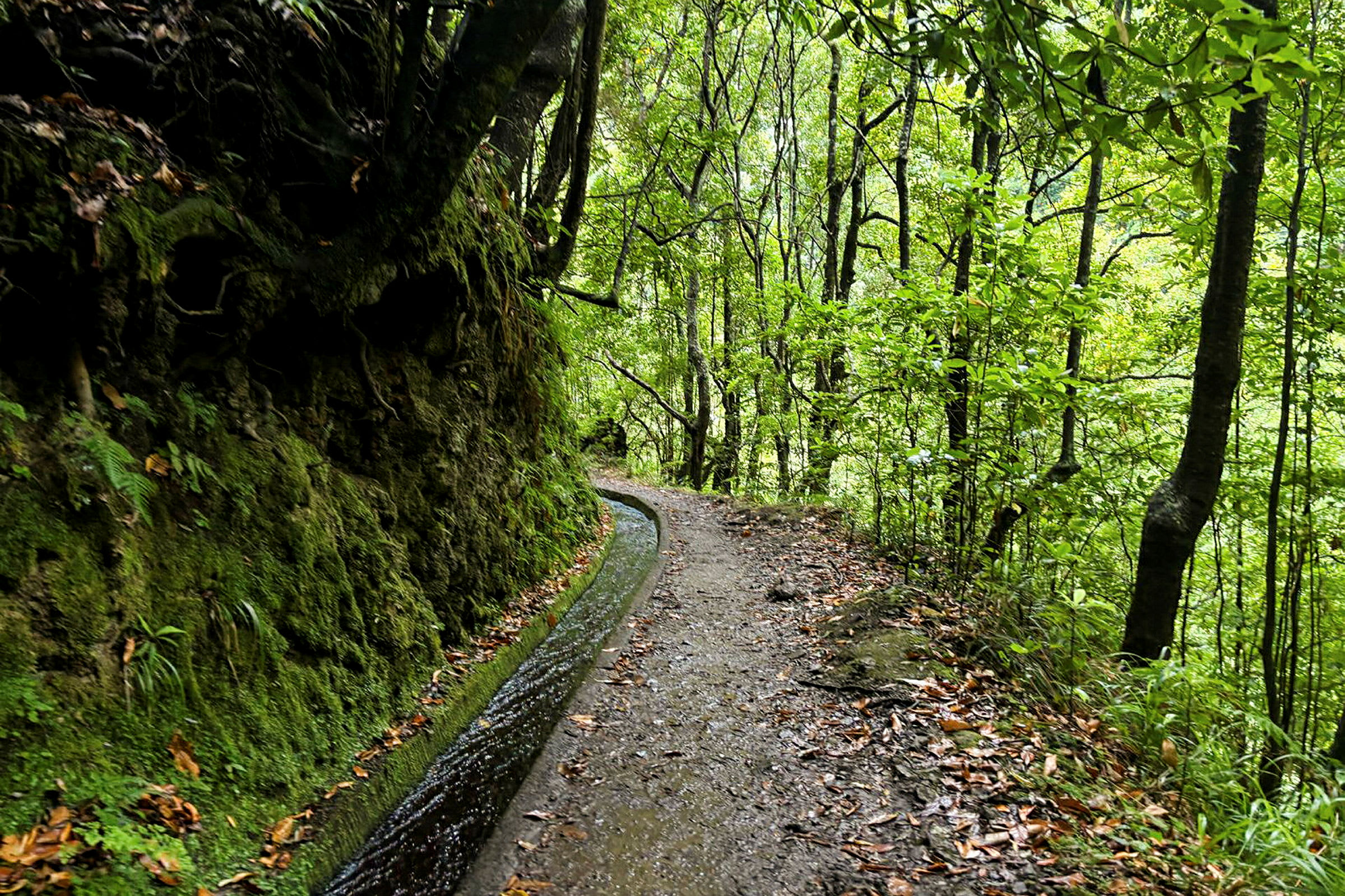 Levada do Rei är en naturskön vandring genom Madeiras frodiga lagerskog