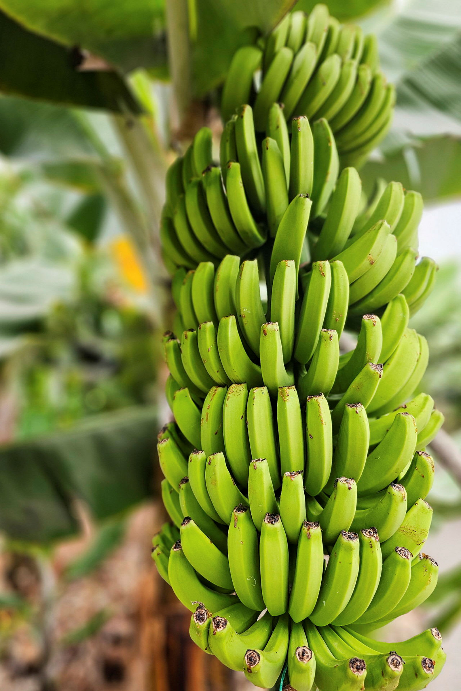 En klunga gröna bananer på en bananplanta. (AI-genererad text)