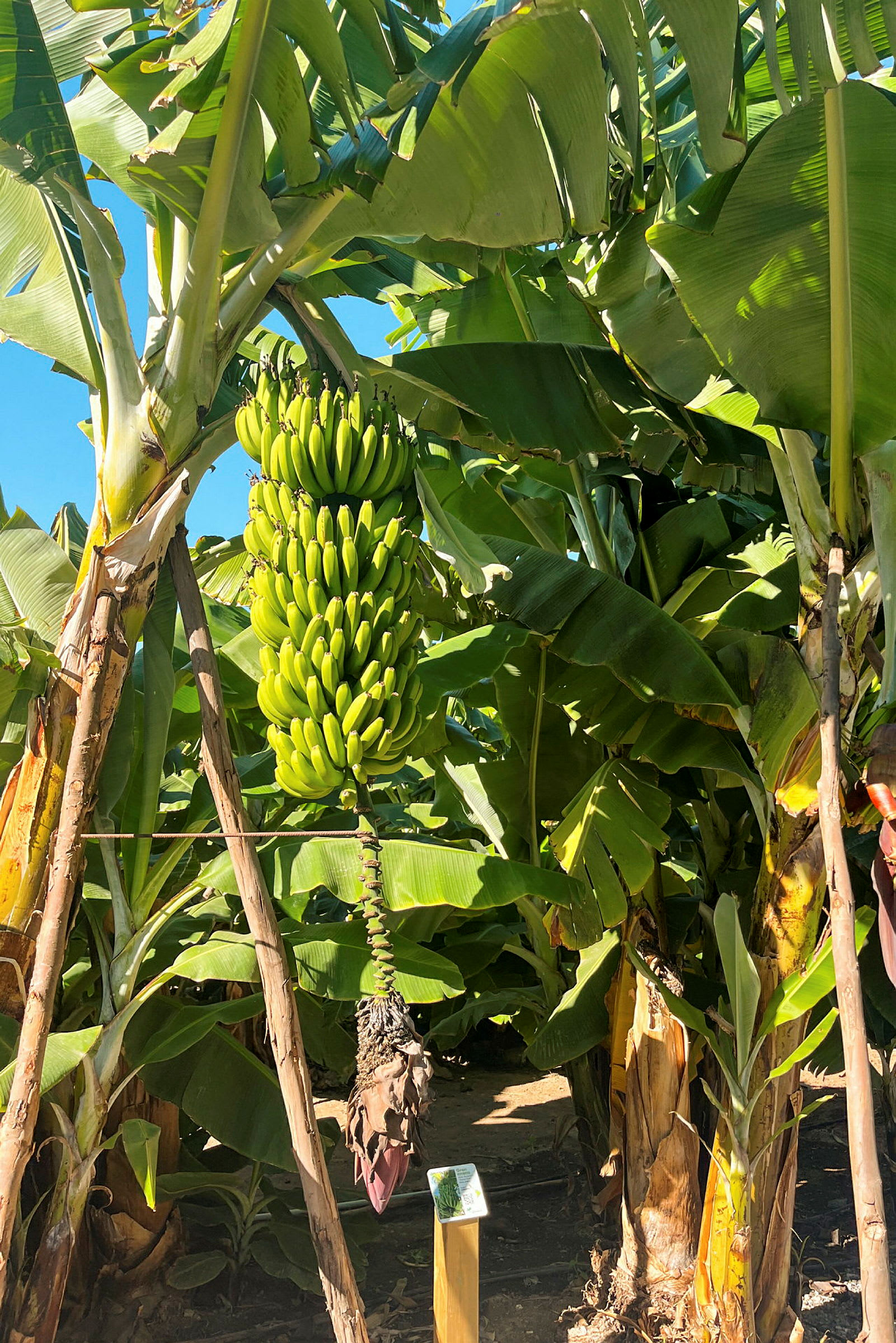 En bananväxt med en stor klase gröna bananer. (AI-genererad text)