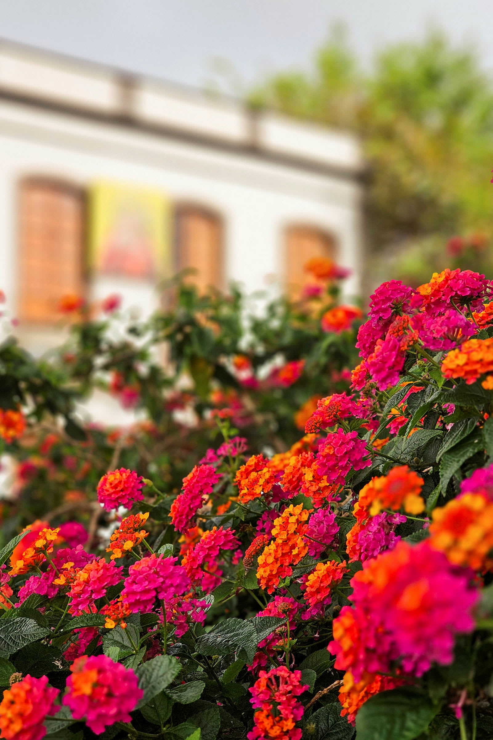 Färgglada blommor med ett hus i bakgrunden. (AI-genererad text)