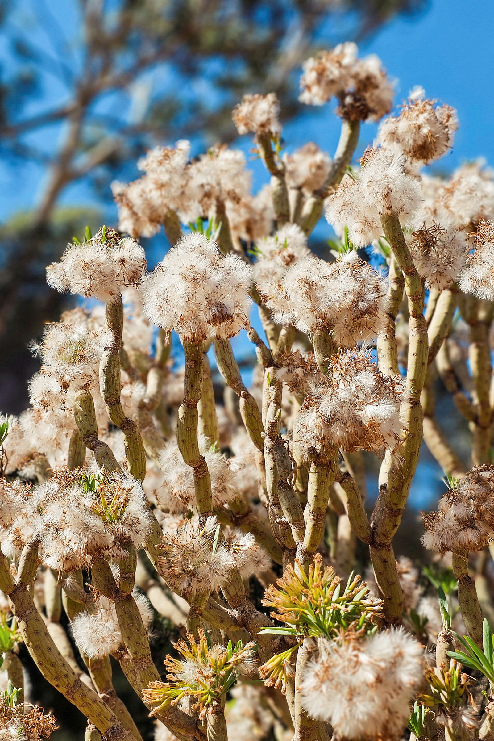 Närbild på växt med vita, fluffiga blommor och gröna kvistar. (AI-genererad text)