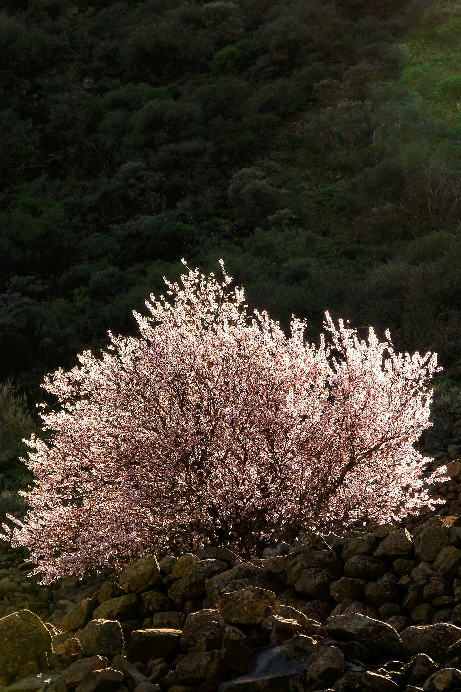 En blommande trädkaprifolium mot en mörk skogsbakgrund. (AI-genererad text)
