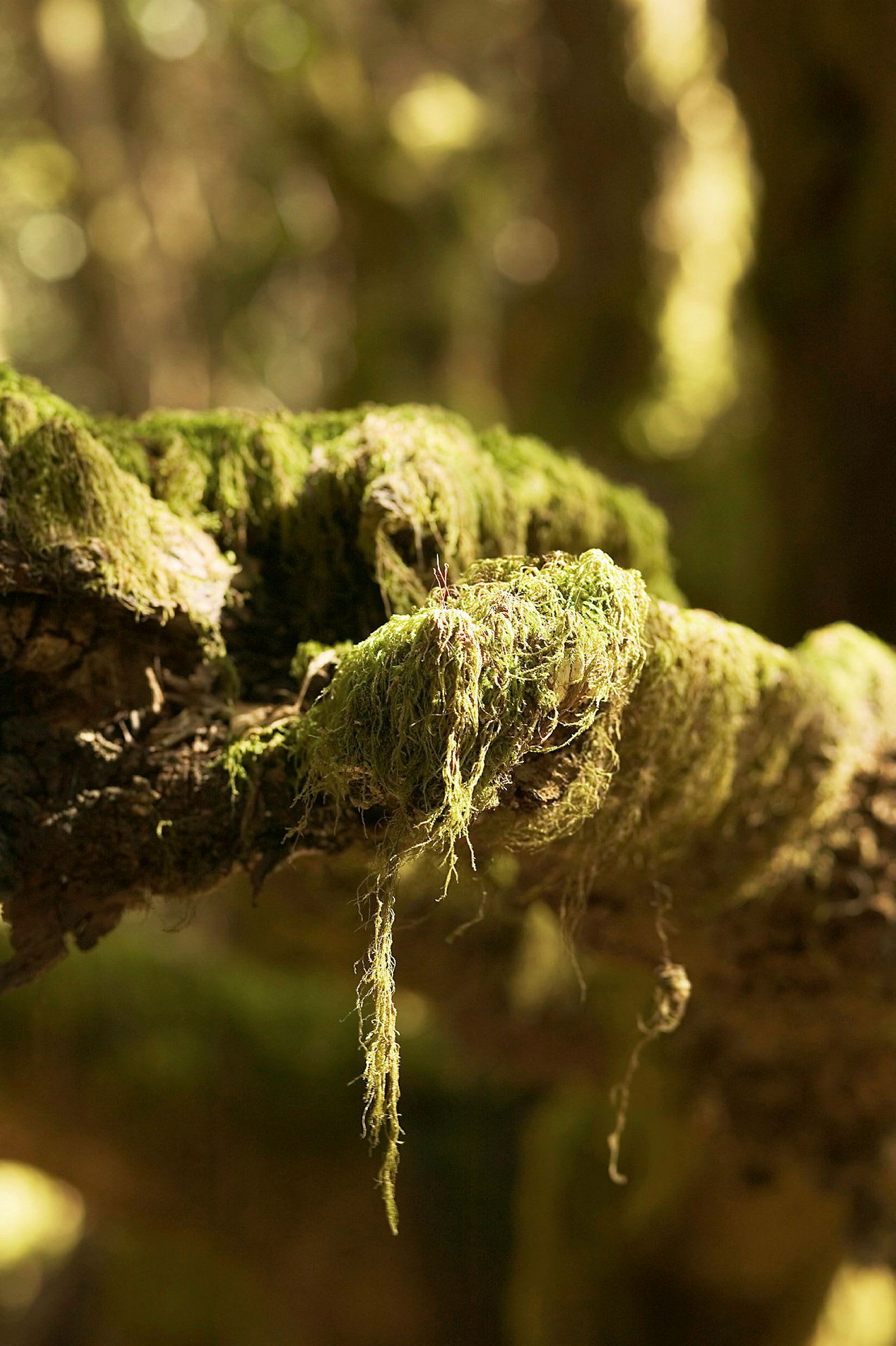 En närbild av en gren täckt av grön mossa med en suddig skog i bakgrunden. (AI-genererad text)