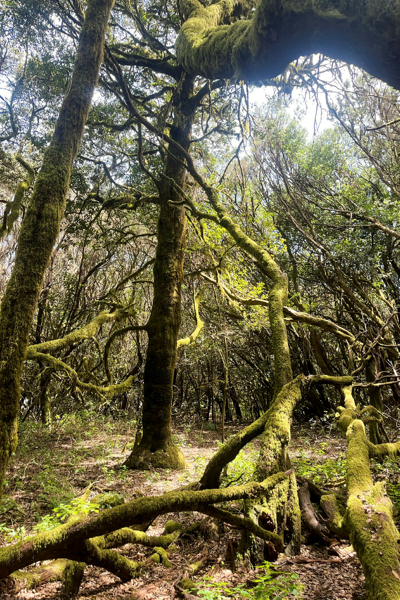 En skog med träd täckta av mossa, samt grenar och växtlighet på marken. (AI-genererad text)