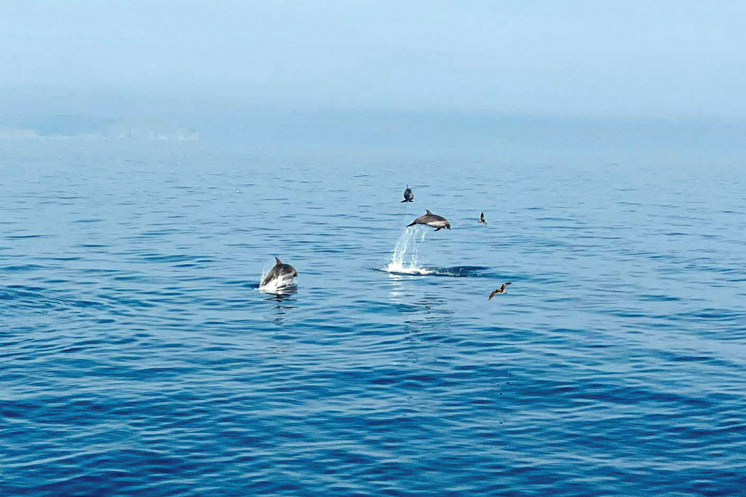 Delfiner hoppar upp ur vattnet i havet med fåglar flygande i bakgrunden. (AI-genererad text)