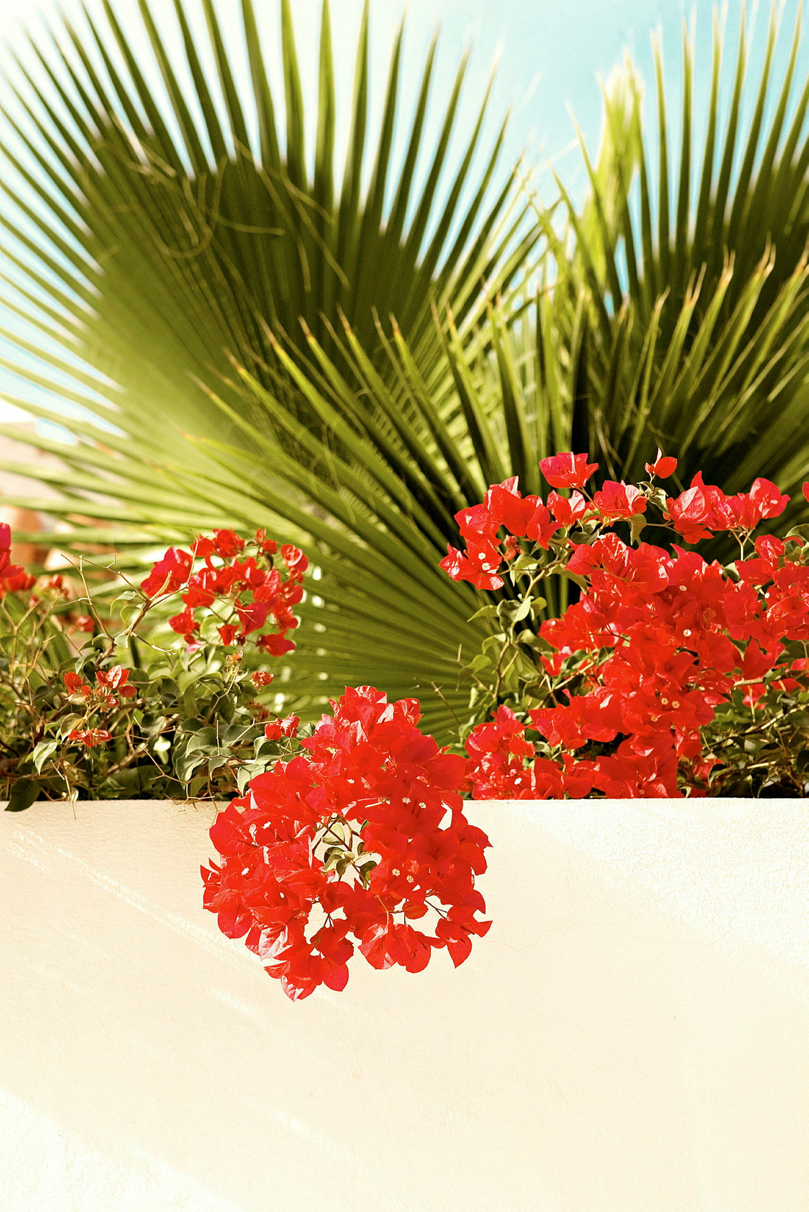 Röda blommor framför gröna palmblad. (AI-genererad text)