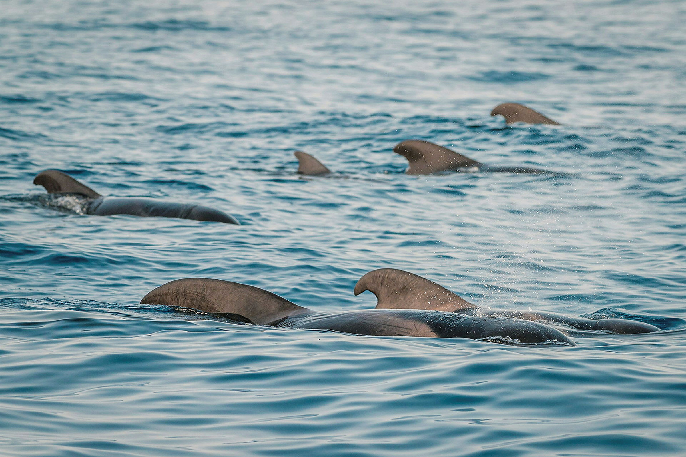 Delar av fenorna från flera pilotvalar som simmar i havet. (AI-genererad text)