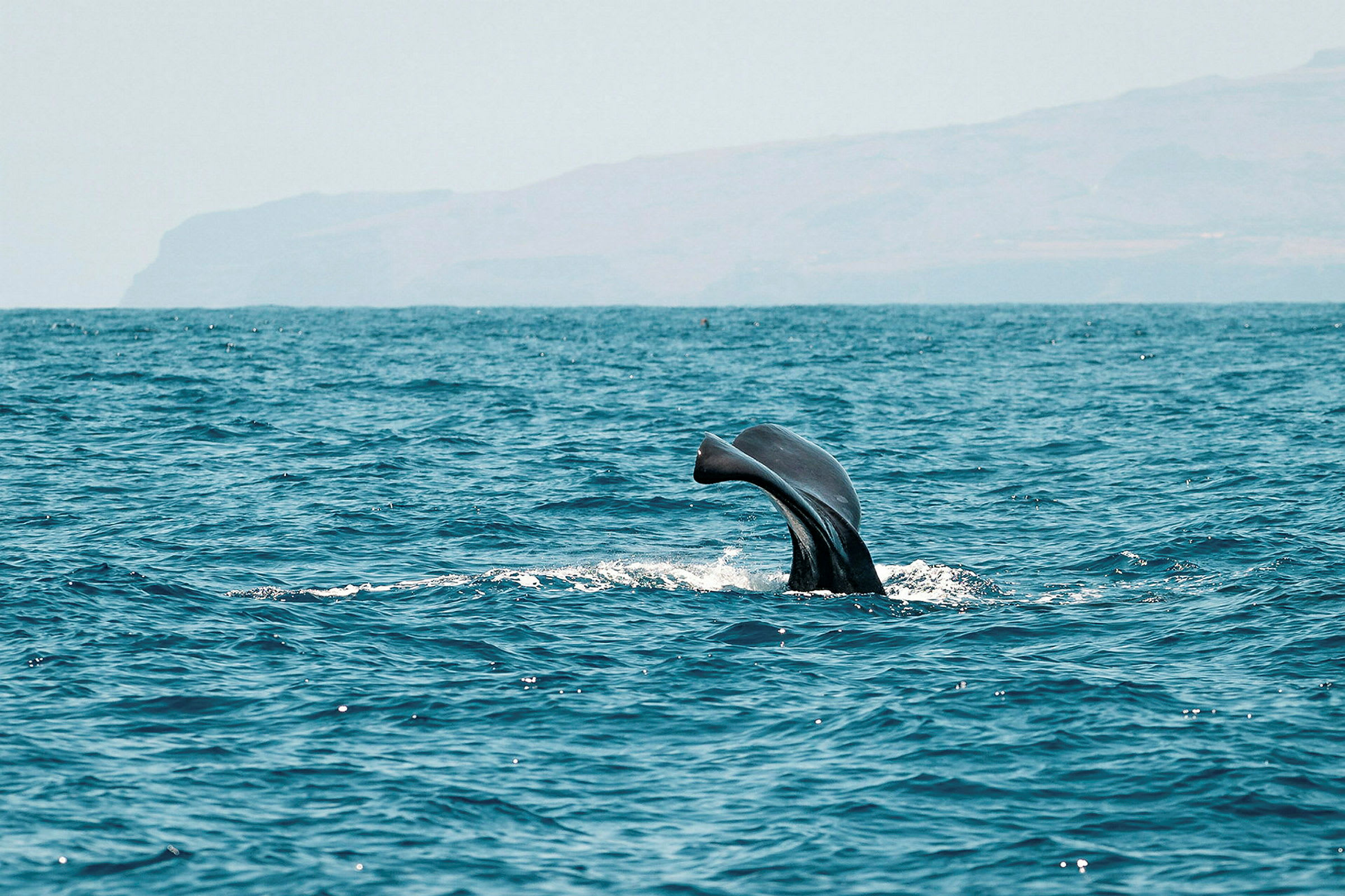 Valfena syns ovanför vattenytan i havet. (AI-genererad text)