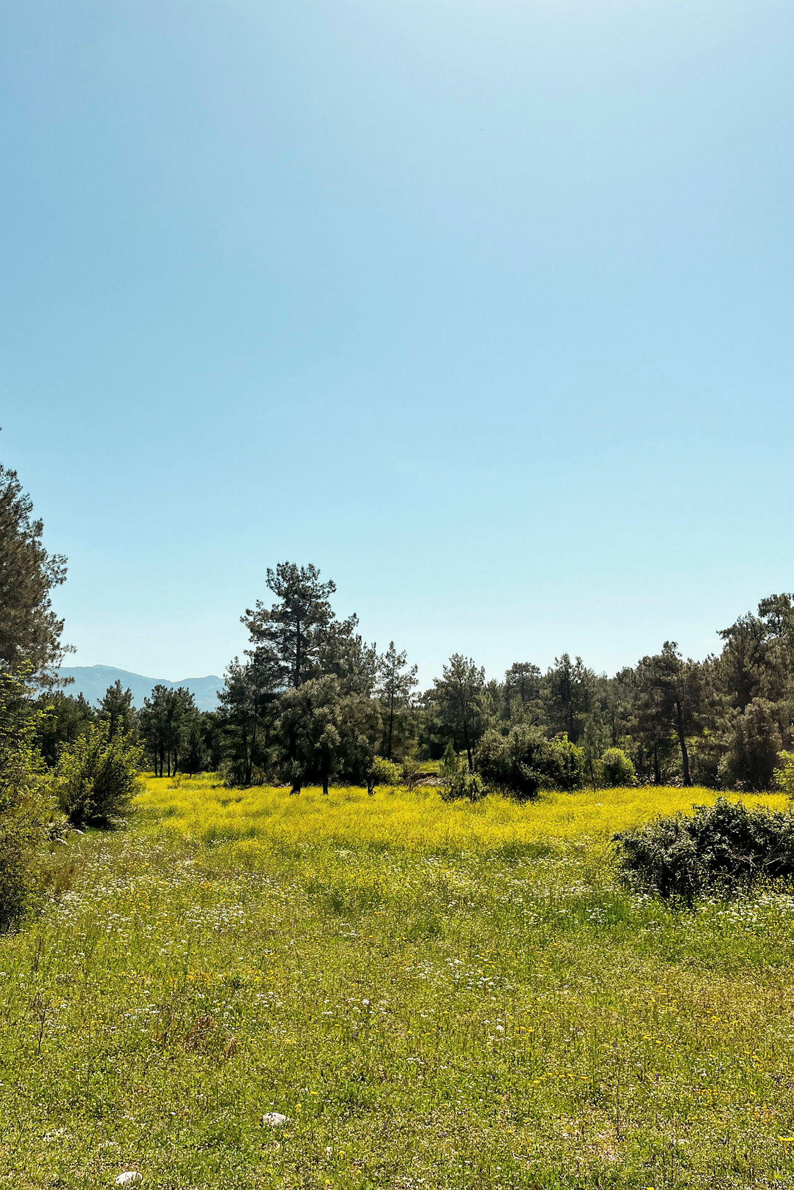 Ett grönt fält fullt av gula blommor, omgivet av träd och med en klar blå himmel. (AI-genererad text)