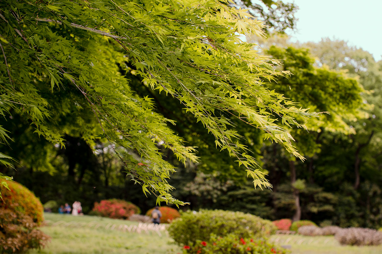 Meiji Shrine Inner Garden, Tokyo