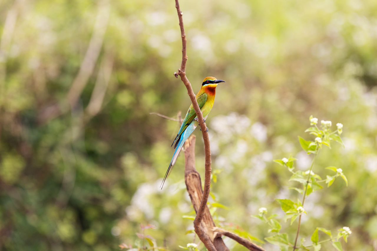 Udawalawe nationalpark