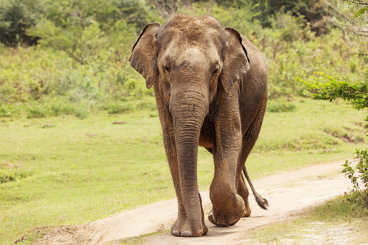 Udawalawe nationalpark