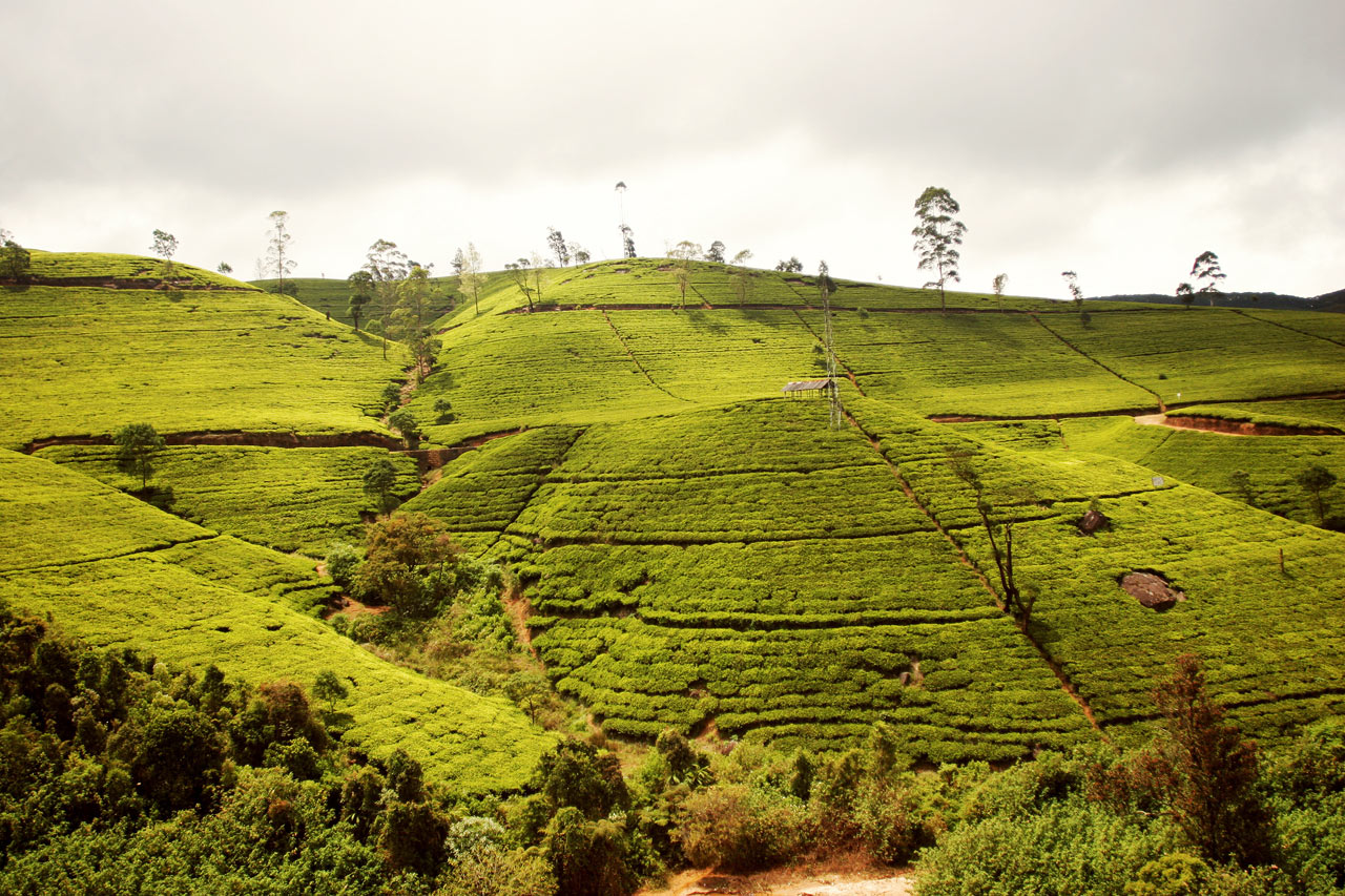 Nuwara Eliya teplantage