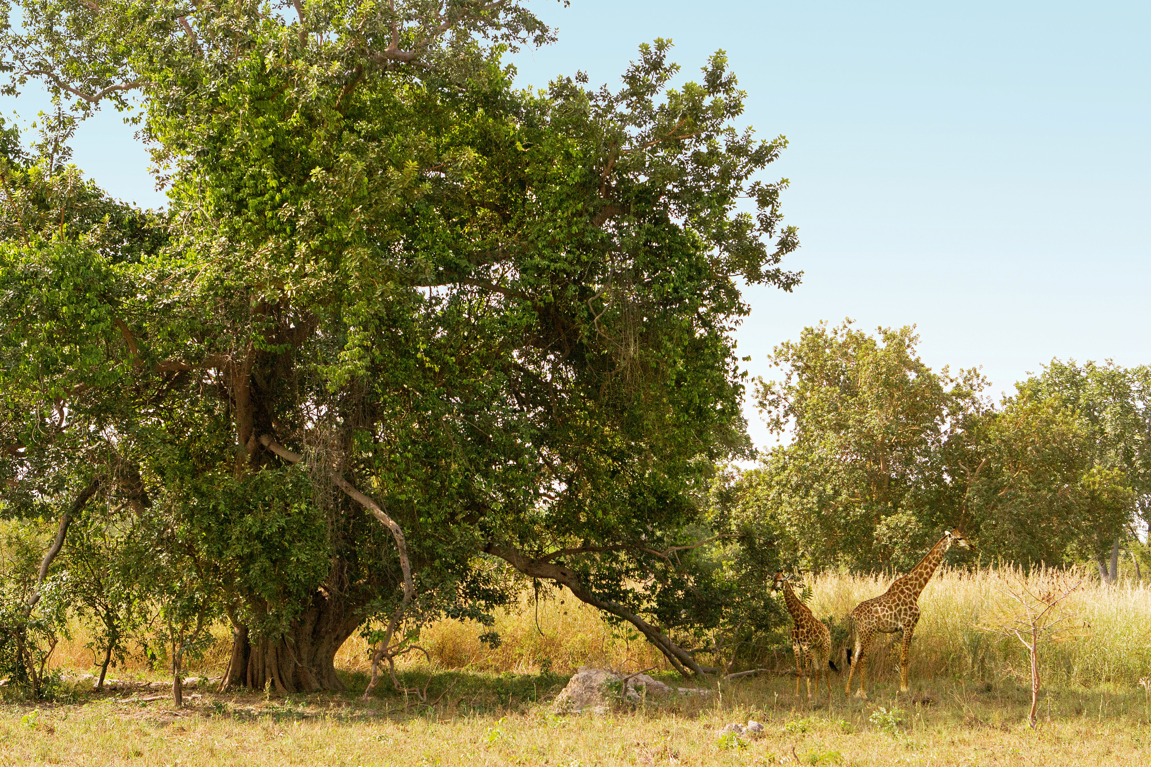 De Fathala Wildlife Reservatet, utflykt till Senegal